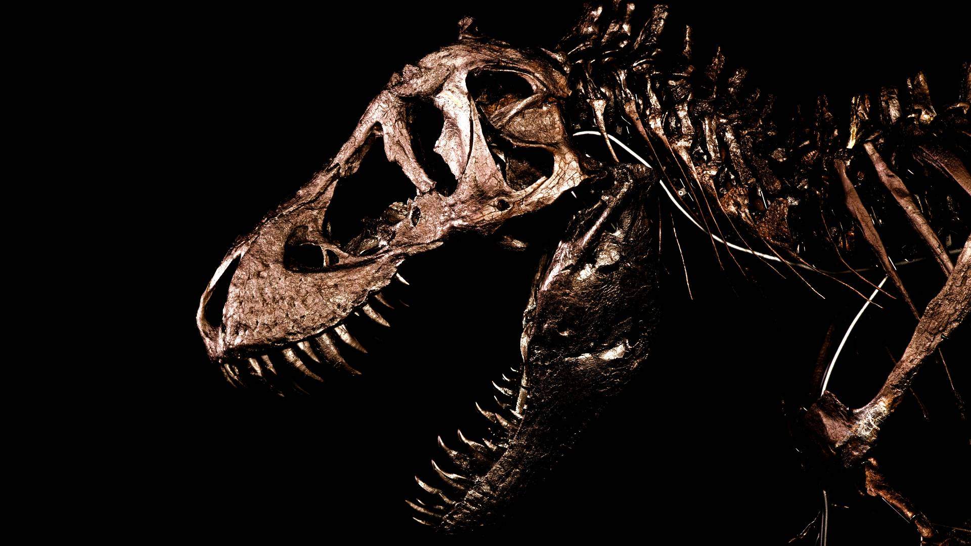 Tyrannosaurus rex fossil